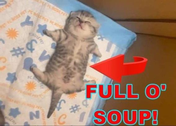 imagem de um gatinho dormindo, deitado de barriga para cima. uma flecha vermelha aponta para seu buchinho, junto da legenda “FULL O’ SOUP!”
